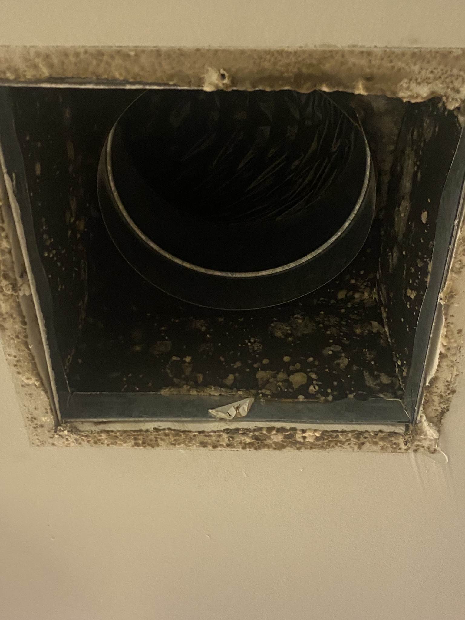 Mold Damage in ve ts